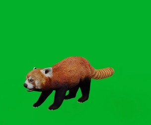 Lesser Red Panda