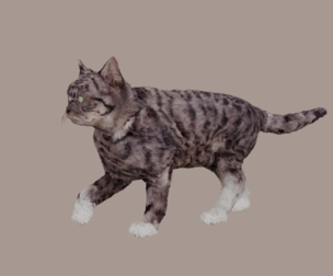 Cat V1-3d Model Rigged