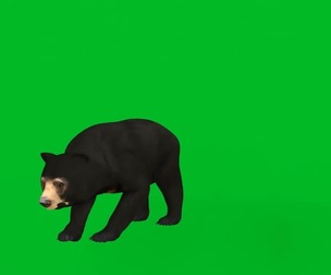 Malayan Sun Bear