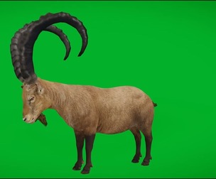 Asiatic Ibex