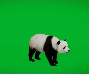 Giant Panda Bear