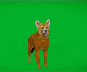 Dhole Wild Dog