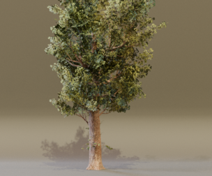 Alder Tree Set