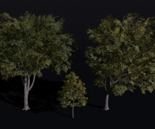 The American Elm Tree
