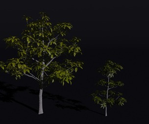 The Avacado Tree