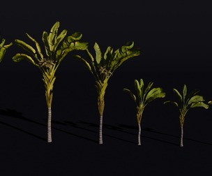 The Banana Palm Tree
