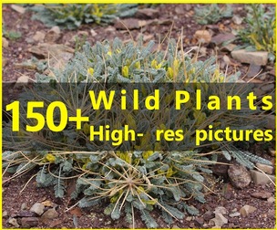 150+ High-resolution photos of Wild Plants - Vol. 01