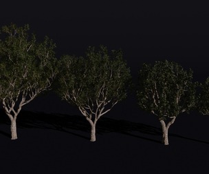 The Black Board Tree