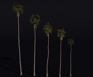 The California Fan Palm Tree