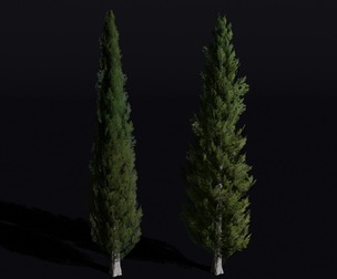 The Cypress Tree