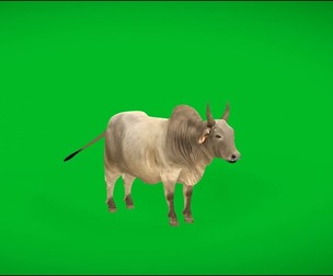 Asian Zebu Cattle