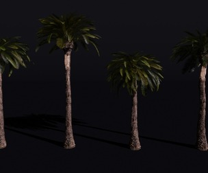The Date Palm Tree