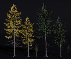 The European Larch Tree