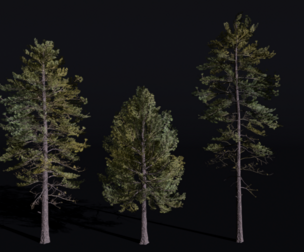 The European Pine Tree