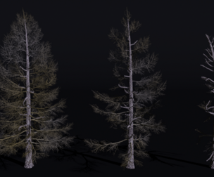 The Larch Siberian Bare Tree
