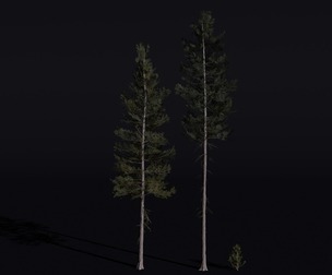 The Lodgepole Pine Tree