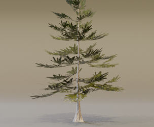 The Norway Spruce Tree
