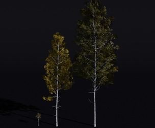 The Quacking Aspen Tree