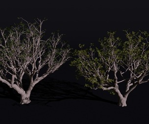 The Red Coral Tree