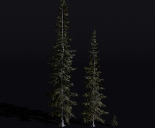 The Sabalpine Fir Tree