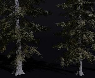 The Scots Pine Tree