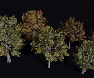 The Siberian Elm Tree