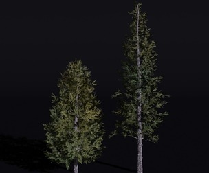The Siberian Larch Tree