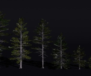 The Siberian Pine Tree