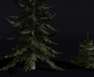 The Siberian Spruce Tree