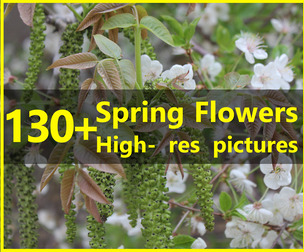 130+ High-resolution photos of Spring Flowers - Vol. 01