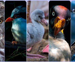 Birds Vol.5-Reference Photo Pack For Artists 665 JPEGs noAI