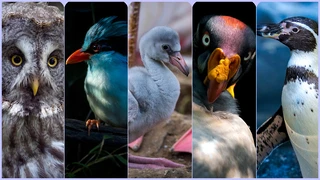 Birds Vol.5-Reference Photo Pack For Artists 665 JPEGs noAI cover