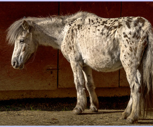Horses vol.2 -Photo Reference Pack For Artists 617 JPEGs noAI