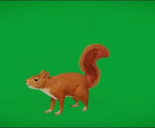 Amazon Red Squirrel