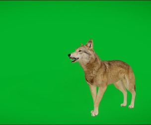 Eurasian Grey Wolf