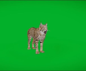 Eurasian Lynx