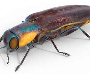 Agrilus cyanescens beetle