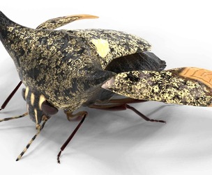 Alcimocoris japonensis bug