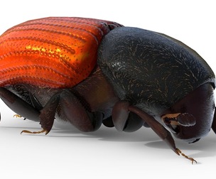 Almond bark beetle