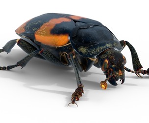 American burying beetle