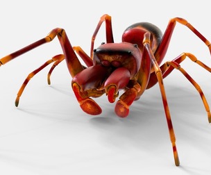 Antmimicking Spider