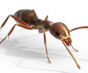 Argentine ant Linepithema humile