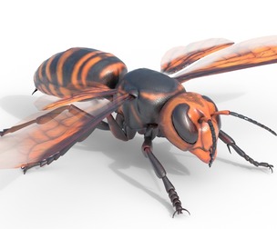 Asian giant hornet