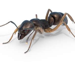 Asian needle ant