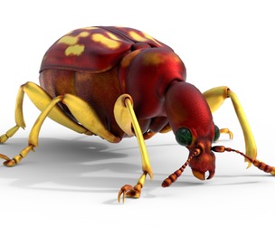 Attelabidae Leaf rolling Weevil