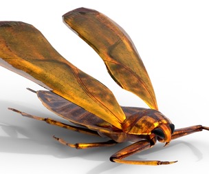 Belostomatidae Giant water bug