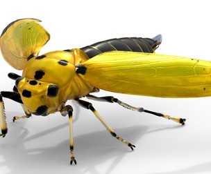 Black-tipped Leafhopper