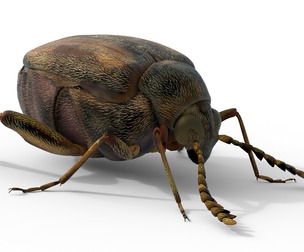 Callosobruchus chinensis pulse beetle