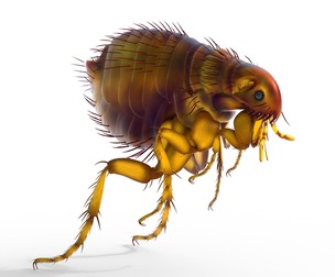 cat flea bug