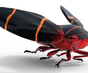 Cercopoidea Froghopper